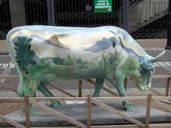 classy cow 62 800