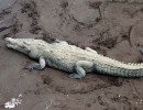 1.  A 15 foot crocodile  mf  800