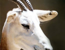 34 Portrait of a antelpoe in central China 800