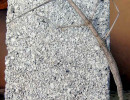 10 Stick bug  Phasmida  on a brick in Honduras 800