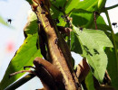11 Camillion catching flies in El Salvador 800