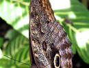 13 Euroliochus butterfly from Costa Rica 800
