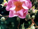 100 can you identify this flower 800