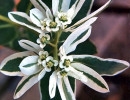 22 can you identify this flower  7  800
