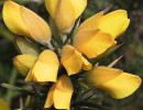 43 can you identify this flower  15  800
