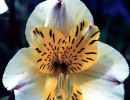 45 can you identify this flower  16  800