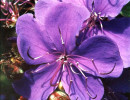78 can you identify this flower 800