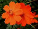 82 help identify this flower . . .800