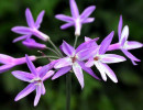 84 help identify this flower . . . 800