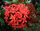 85 help identify this flower . . .  800