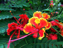 89 help identify this flower . . . 800