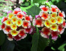 93 flopwers in puerto rico 800