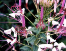 95 help identify this flower . . .800