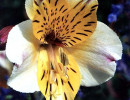 99  can you identify this flower 800