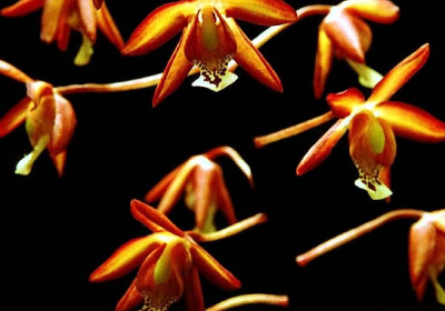 Oncidium