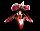 53 phragmipedium orchid from guatemala  3  800