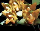 56 lycaste orchid from singapore  11  800