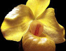 59 phragmipedium orchid from guatemala  5  800