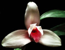 60 lycaste orchid from singapore  5  800