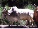 1  a team of oxcart bulls 800