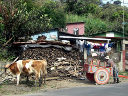 10 cr oxcart 800