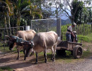 2 oxcart calling it quits for the day 800