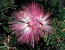 10 can you identify this flower  2  800