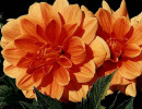 12 mums from venezuela 800