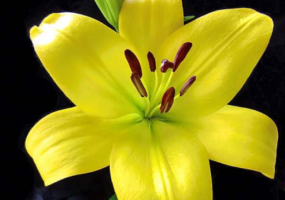 Lily