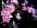 35 can you identify this flower  11  800
