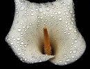 4 zantedeschia spp. from belize 800