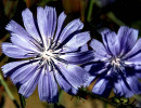 49 can you help identify this flower 800