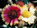 55 can you identify this flower  23  800