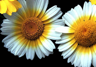 Chrysanthemum