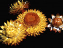 7 strawflower from venezuela 800
