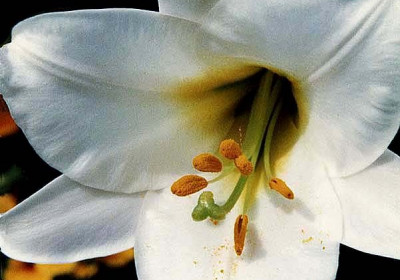 Evening Primrose