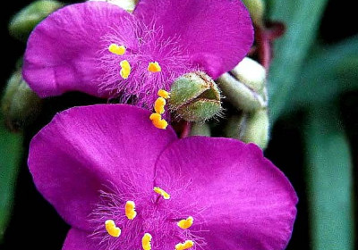 Spiderwort