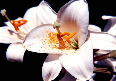 Evening Primrose