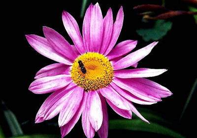 Marguerite Daisy