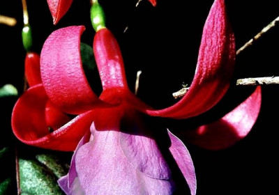Fuchsia