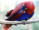 blue parrot