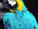 blue parrot in central america