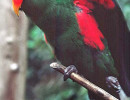 parrot